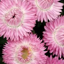 Bracteantha bracteata 'Cottage Pink' Bracteantha bracteata 'Cottage Pink'