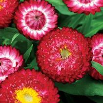 Bracteantha bracteata 'Cottage Rose' Bracteantha bracteata 'Cottage Rose'