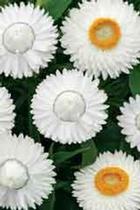 Bracteantha bracteata 'Cottage Ice' Bracteantha bracteata 'Cottage Ice'
