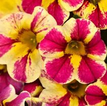 Calibrachoa hybrida 'Candy Shop Candy Bouquet' Calibrachoa hybrida 'Candy Shop Candy Bouquet'