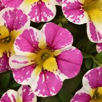 Calibrachoa hybrida 'Candy Shop Sweet Dreams' Calibrachoa hybrida 'Candy Shop Sweet Dreams'