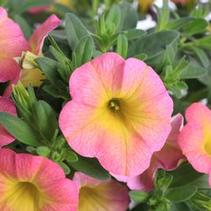 Calibrachoa hybrida 'Callie Pink Morn' Calibrachoa hybrida 'Callie Pink Morn'
