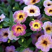 Calibrachoa hybrida 'Chameleon Blueberry Scone' Calibrachoa hybrida 'Chameleon Blueberry Scone'