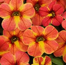 Calibrachoa hybrida 'Chameleon Indian Summer Imp' Calibrachoa hybrida 'Chameleon Indian Summer Imp'