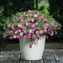 Calibrachoa hybrida 'Chameleon Pink Sorbet Imp' Calibrachoa hybrida 'Chameleon Pink Sorbet Imp'