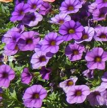 Calibrachoa hybrida 'Million Bells Blue' Calibrachoa hybrida 'Million Bells Blue'