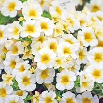 Calibrachoa hybrida 'Million Bells Butter Pop' Calibrachoa hybrida 'Million Bells Butter Pop'