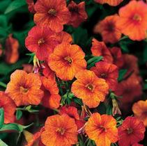 Calibrachoa hybrida 'Million Bells Crackling Fire' Calibrachoa hybrida 'Million Bells Crackling Fire'