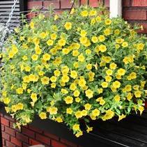 Calibrachoa hybrida 'Million Bells Neon Yellow' Calibrachoa hybrida 'Million Bells Neon Yellow'