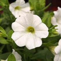 Calibrachoa hybrida 'Million Bells White' Calibrachoa hybrida 'Million Bells White'