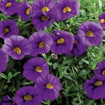 Calibrachoa hybrida 'Million Bells Trailing Blue' Calibrachoa hybrida 'Million Bells Trailing Blue'