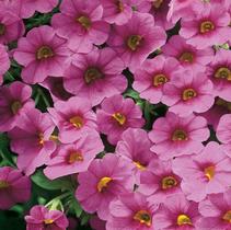 Calibrachoa hybrida 'Million Bells Trailing Pink' Calibrachoa hybrida 'Million Bells Trailing Pink'