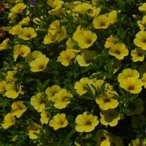 Calibrachoa hybrida 'Million Bells Trailing Yellow' Calibrachoa hybrida 'Million Bells Trailing Yellow'