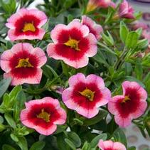 Calibrachoa hybrida 'Minifamous Neo Pink Strike' Calibrachoa hybrida 'Minifamous Neo Pink Strike'