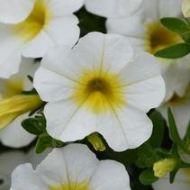 Calibrachoa hybrida 'Minifamous Neo White w/ Yellow Eye' Calibrachoa hybrida 'Minifamous Neo White w/ Yellow Eye'