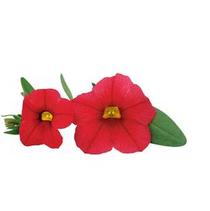 Calibrachoa hybrida 'Unique Light Red' Calibrachoa hybrida 'Unique Light Red'