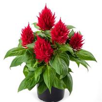 Celosia plumosa 'Kelos Fire Red' Celosia plumosa 'Kelos Fire Red'