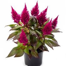 Celosia plumosa 'Kelos Fire Scarlet Imp' Celosia plumosa 'Kelos Fire Scarlet Imp'