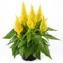 Celosia plumosa 'Kelos Fire Yellow' Celosia plumosa 'Kelos Fire Yellow'