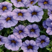 Calibrachoa hybrida 'Minifamous Neo Light Blue' Calibrachoa hybrida 'Minifamous Neo Light Blue'