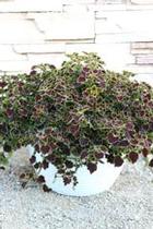 Coleus scutellarioides 'Great Falls Niagara' Coleus scutellarioides 'Great Falls Niagara'