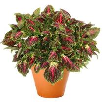 Coleus scutellarioides 'Main Street La Rambla' Coleus scutellarioides 'Main Street La Rambla'