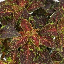 Coleus scutellarioides 'Main Street Michigan Avenue' Coleus scutellarioides 'Main Street Michigan Avenue'