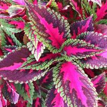 Coleus scutellarioides 'Main Street Ruby Road' Coleus scutellarioides 'Main Street Ruby Road'