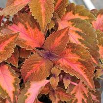 Coleus scutellarioides 'Main Street Sunset Boulevard' Coleus scutellarioides 'Main Street Sunset Boulevard'