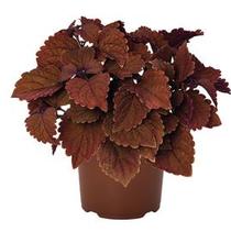 Coleus scutellarioides 'Main Street Wall Street' Coleus scutellarioides 'Main Street Wall Street'