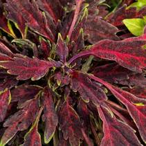 Coleus scutellarioides 'Party Time Burgundy Lancer' Coleus scutellarioides 'Party Time Burgundy Lancer'