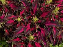 Coleus scutellarioides 'Party Time Red Bolero' Coleus scutellarioides 'Party Time Red Bolero'