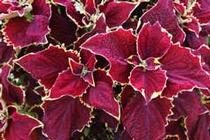 Coleus scutellarioides 'Stained Glassworks Crown Jewel' Coleus scutellarioides 'Stained Glassworks Crown Jewel'