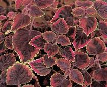 Coleus scutellarioides 'Stained Glassworks Trailing Plum' Coleus scutellarioides 'Stained Glassworks Trailing Plum'