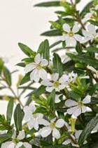 Cuphea hyssopifolia 'Floriglory Maria' Cuphea hyssopifolia 'Floriglory Maria'