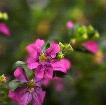 Cuphea hyssopifolia 'Floriglory Selena' Cuphea hyssopifolia 'Floriglory Selena'