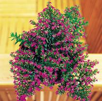 Cuphea hyssopifolia 'Purple' Cuphea hyssopifolia 'Purple'
