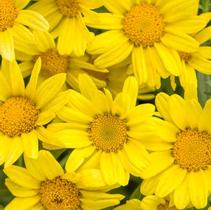 Argyranthemum frutescens 'Butterfly Golden' Argyranthemum frutescens 'Butterfly Golden'