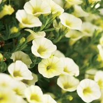 Calibrachoa hybrida 'Superbells Yellow Chiffon' Calibrachoa hybrida 'Superbells Yellow Chiffon'