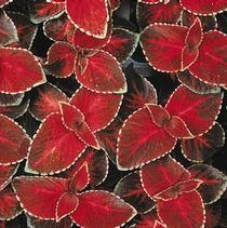 Coleus scutellarioides 'Wizard Rose' Coleus scutellarioides 'Wizard Rose'