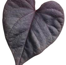 Ipomoea batatas 'Sweet Caroline Sweet Heart Jet Black' Ipomoea batatas 'Sweet Caroline Sweet Heart Jet Black'