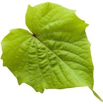Ipomoea batatas 'Sweet Caroline Bewitched Green with Envy' Ipomoea batatas 'Sweet Caroline Bewitched Green with Envy'