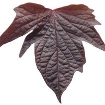 Ipomoea batatas 'Sweet Caroline Bewitched After Midnight' Ipomoea batatas 'Sweet Caroline Bewitched After Midnight'