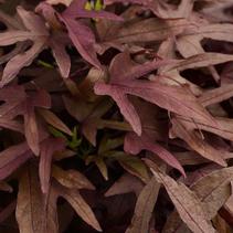 Ipomoea batatas 'Spotlight Red' Ipomoea batatas 'Spotlight Red'