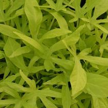 Ipomoea batatas 'Spotlight Lime' Ipomoea batatas 'Spotlight Lime'