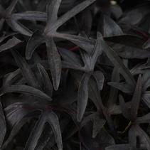 Ipomoea batatas 'Spotlight Black' Ipomoea batatas 'Spotlight Black'