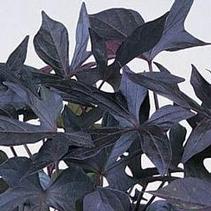 Ipomoea batatas 'Blackie' Ipomoea batatas 'Blackie'