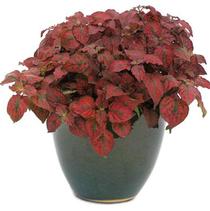 Hypoestes phyllostachya 'Hippo Red' Hypoestes phyllostachya 'Hippo Red'