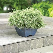 Euphorbia hypericifolia 'Diamond Frost' Euphorbia hypericifolia 'Diamond Frost'