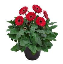 Gerbera jamesonii 'Patio Sedona' Gerbera jamesonii 'Patio Sedona'